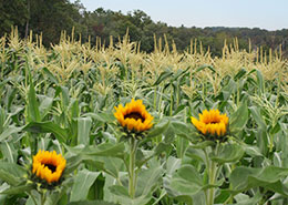 Farmland Preservation