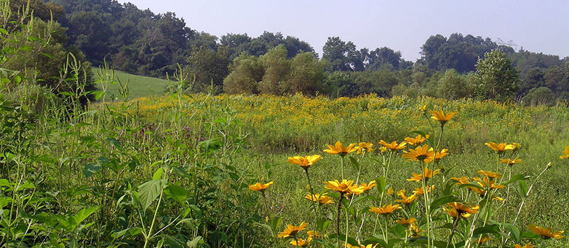 stroud preserve