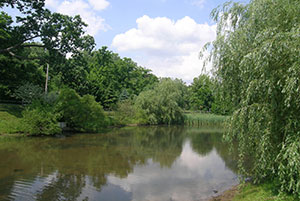 Riparian Buffer