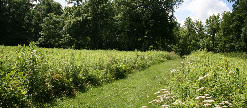 meadow/trail